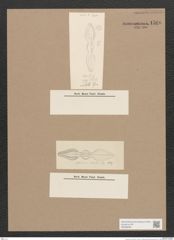 Navicula sp. (de-Toni-Nr.: Genus 1) Zeichnungen Sammlung Grunow Nr. 1566 (NHMW-BOT-W0368093)